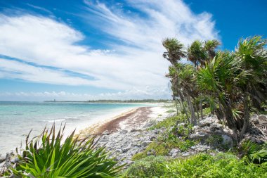 Xcacel plaj Riviera Maya, Meksika, onun bulunduğu Tulum kenti yakınlarındaki 