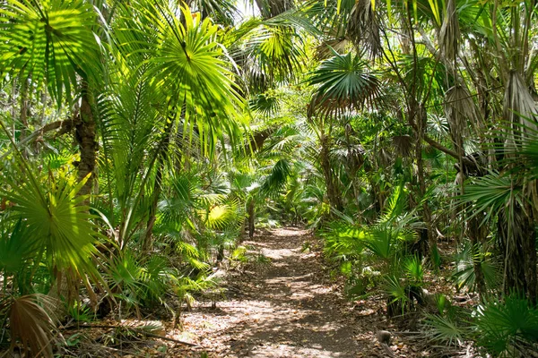 Hutan Hujan Tropis Meksiko Riviera Maya Pantai Xcacel — Stok Foto