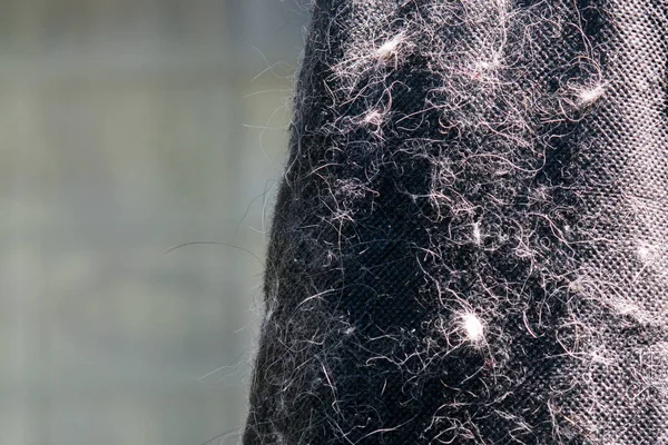 Animal hair in black clothe