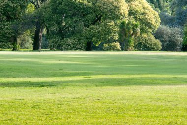  Yeşil çimen, güzel bir golf sahası 