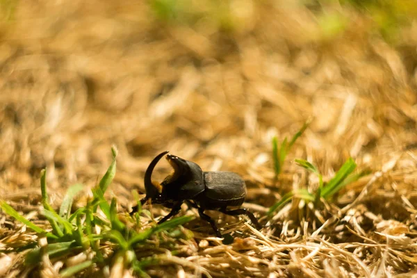 Escarabajo Cuernos Grandes Xylotrupes Gideon —  Fotos de Stock
