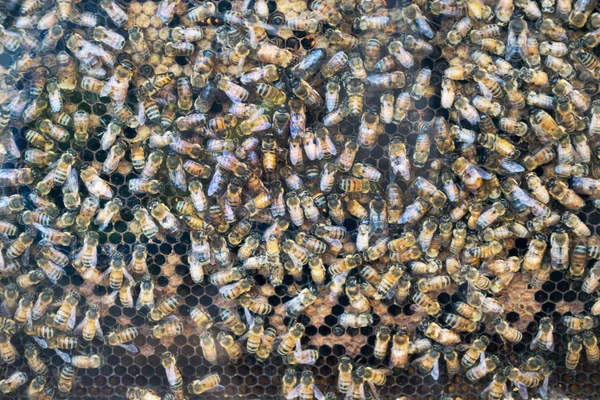 Деталь Деталі Бджолиного Вулика — стокове фото