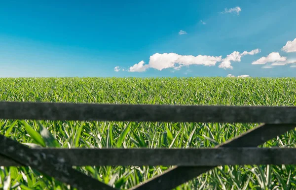 Schönes Maisfeld — Stockfoto