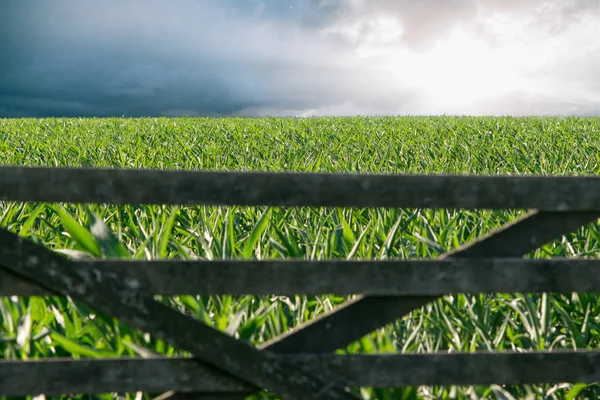 Буря Кукурузных Плантациях — стоковое фото