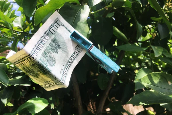 Drying 100 Dollars Bill Tree — Stock Photo, Image