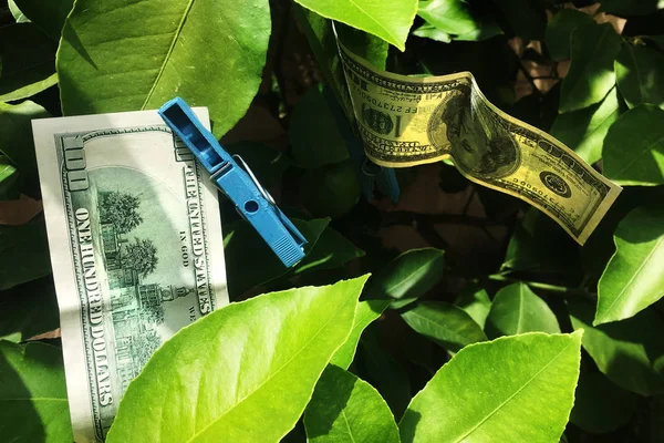 Drying 100 Dollars Bill Tree — Stock Photo, Image