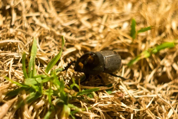 แมลงป กแข วใหญ Xylotrupes Gideon — ภาพถ่ายสต็อก
