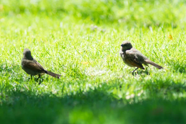 Couple Sparrows Summer — Stock Photo, Image