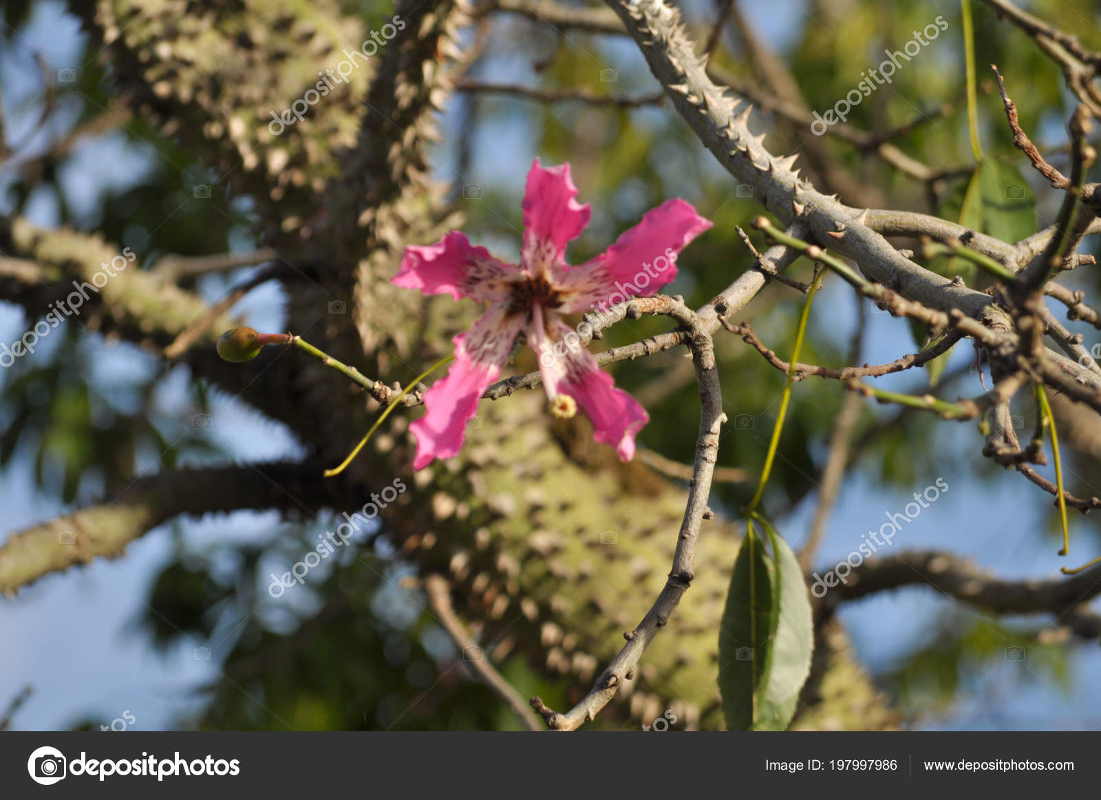 Silk Floss Tree Flower Ceiba Speciosa Stock Photo Image By C Jopstock Silk Floss Tree Flower Ceiba Speciosa Stock Photo Image By C Jopstock