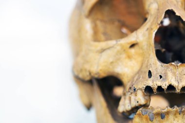 İnsan kafatası nın görünümü