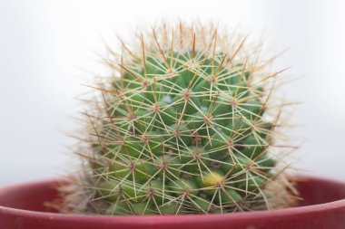 beyaz zemin üzerinde dekoratif kaktüs