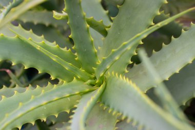  Aloe vera yeşil bitki portre