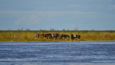 Atlar, sahil Parana Nehri, Buenos Aires, Arjantin sürüsü