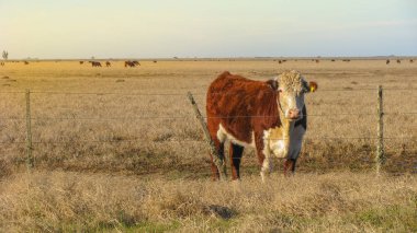 Bir gruptaki bir Hereford inek görünümünü