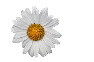 White daisy flowers on white background, close up clipart