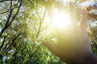 Ormanda güneşi kaplayan bir adamın eli