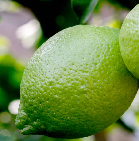 果物のクローズ アップとグリーン レモンの木 — ストック写真