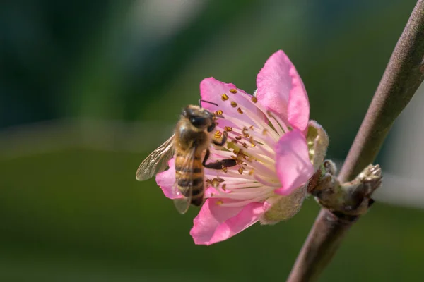 Цвіте Персик Бджола — стокове фото