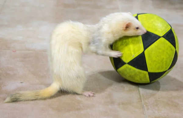 Albino Furão Jogando Com Uma Bola — Fotografia de Stock