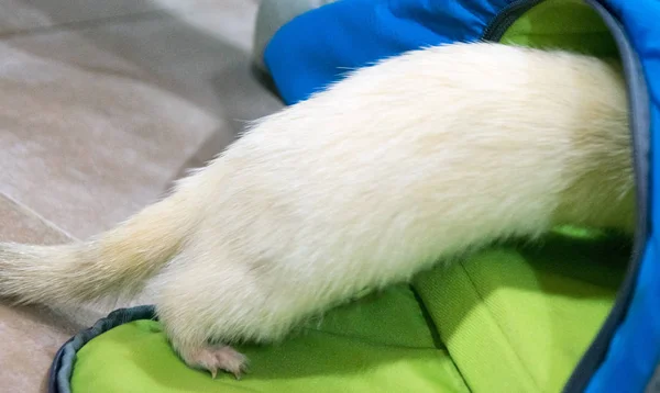 Albino Furão Entrando Uma Mochila — Fotografia de Stock