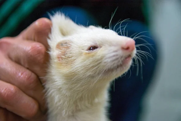 Hombre Sosteniendo Hurón Albino — Foto de Stock