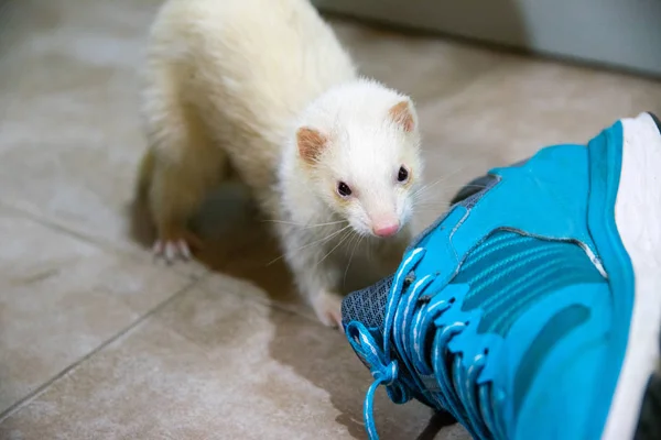 Bir Albino Gelincik Yakından Görünümü — Stok fotoğraf