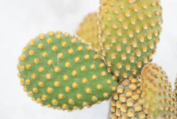 Widok Liści Kaktusów Nopales — Zdjęcie stockowe