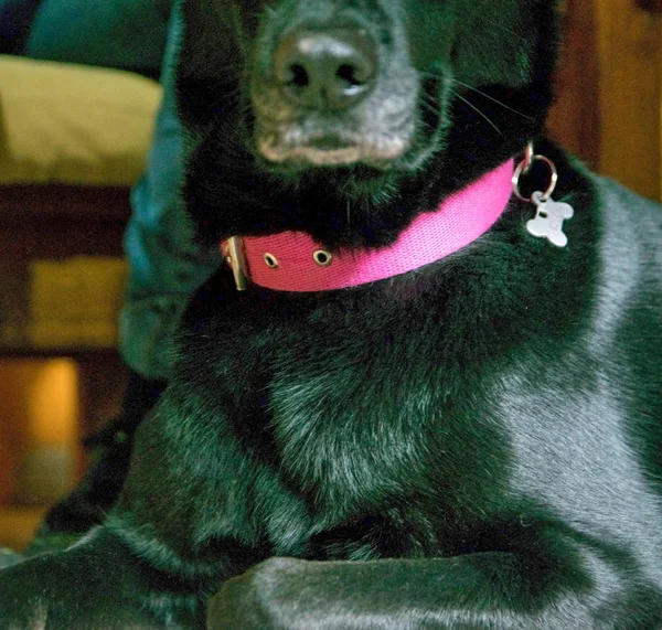 Cão Adulto Preto Sentado Com Colar Rosa Placa Identificação — Fotografia de Stock