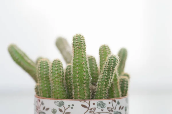 Decorative Cactus White Background — Stock Photo, Image