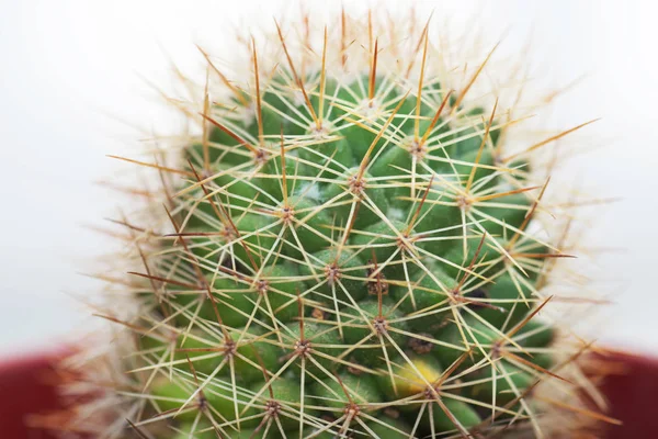 Kaktus Dekoracyjne Białym Tle — Zdjęcie stockowe