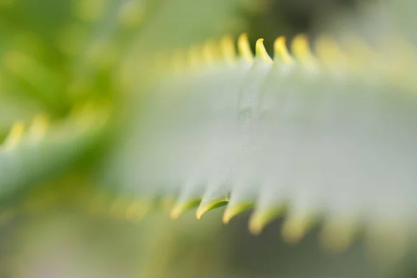 Aloe Vera Plante Verte Gros Plan — Photo