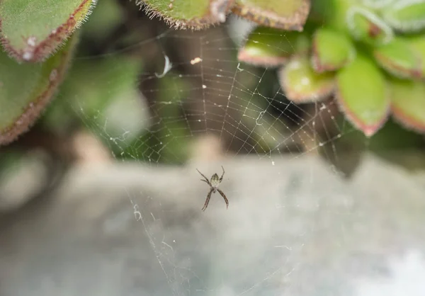 Cross Spider Sunlight Net — Stock Photo, Image