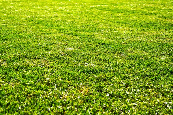 View of a Freshly cut lawn