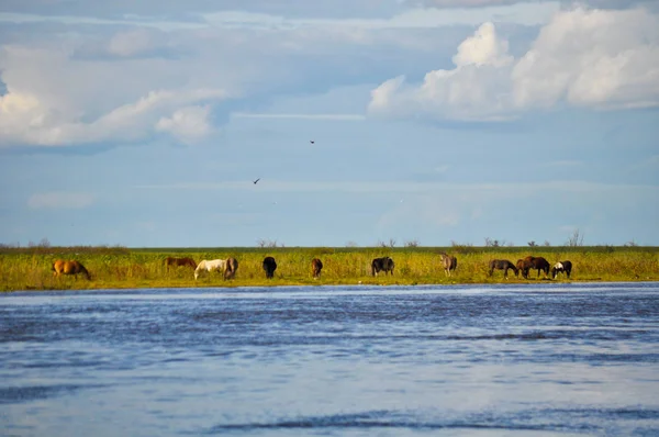 海岸のパラナ川で ブエノスアイレス アルゼンチンの馬の群れ — ストック写真