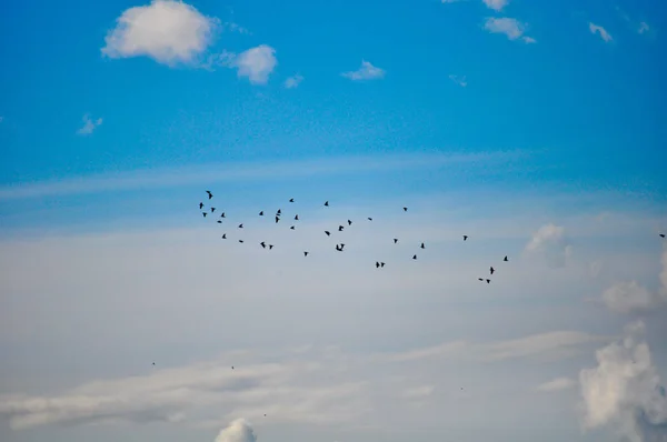 Stormo Uccelli Che Volano — Foto Stock