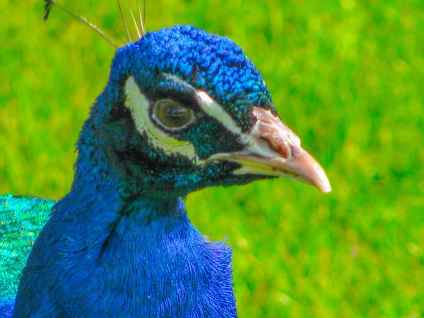 Close View Peacock — Stock Photo, Image