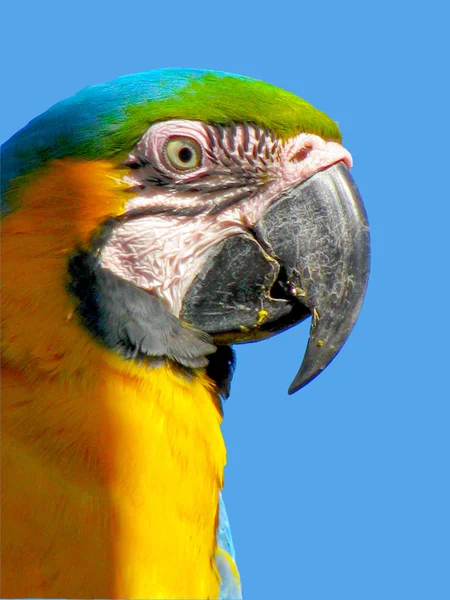 Barevné Peří Papoušek Proti Modré Obloze — Stock fotografie