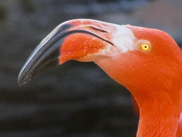 Close Shot Van Kant Van Een Hoofd Van Oranje Flamingo — Stockfoto