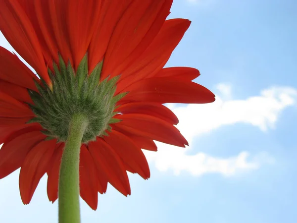 Kilátás Red Daisy Virág — Stock Fotó