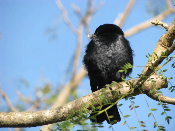 Vista Pájaro Zorzal Negro — Foto de Stock