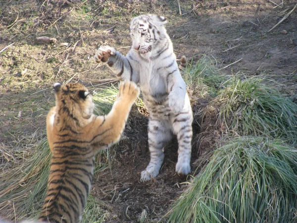 Dwa Młode Tygrysy Walczą — Zdjęcie stockowe