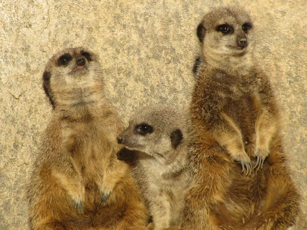 Três Meerkats Olhando Para Fora Para Perigo Pronto Para Sinalizar — Fotografia de Stock