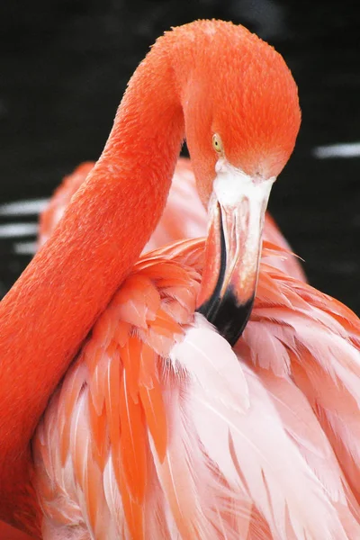 Uitzicht Een Roze Amerikaanse Flamingo — Stockfoto