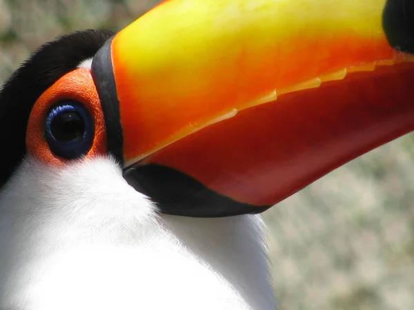 Pohled Toco Tukan — Stock fotografie