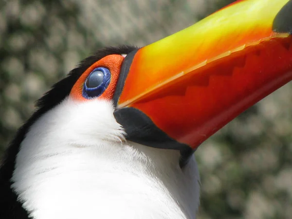 Toco Toucan Görünümünü — Stok fotoğraf