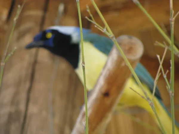 Cyanocorax Chrysops Paraguayan Magpie — Stock Photo, Image