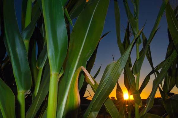 日落时的玉米地 — 图库照片