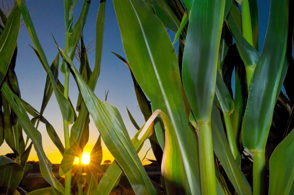 Кукурудзяне Поле Заході Сонця — стокове фото