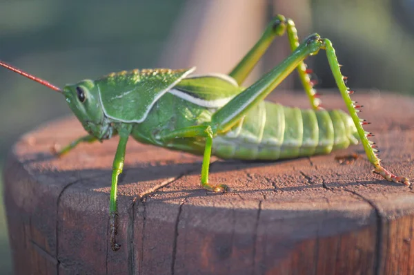 Green Grasshopper Sitting Wood — Stock Photo, Image