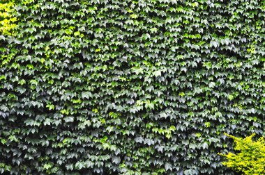 Creepers görünümünü bir duvara bahar